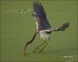 Florida;Southeast-USA;Heron;Flight;Tricolored-Heron;Egretta-tricolor;flying-bird